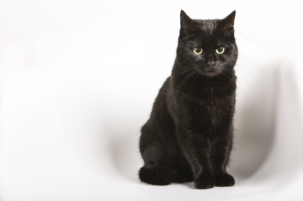 black cat: little Charlotte