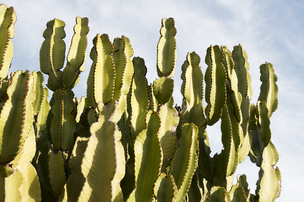 Garden cactus