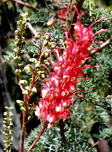 bush spring colours11: Australian native bush flowers blossoming in spring