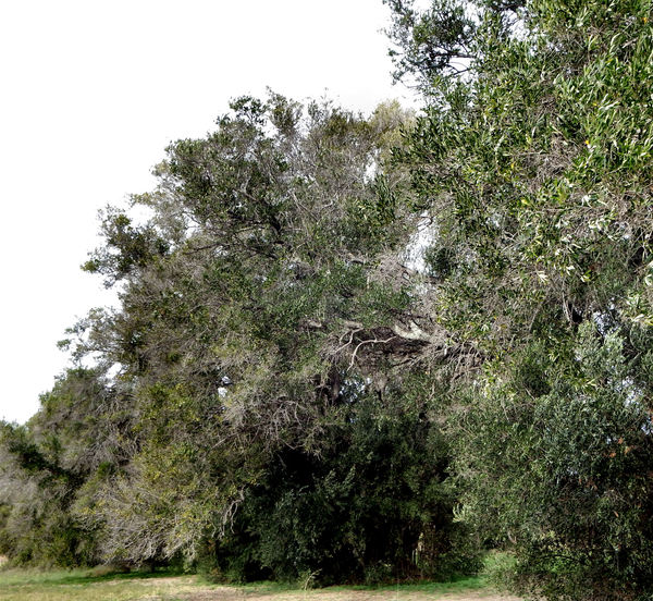 historic olive trees1