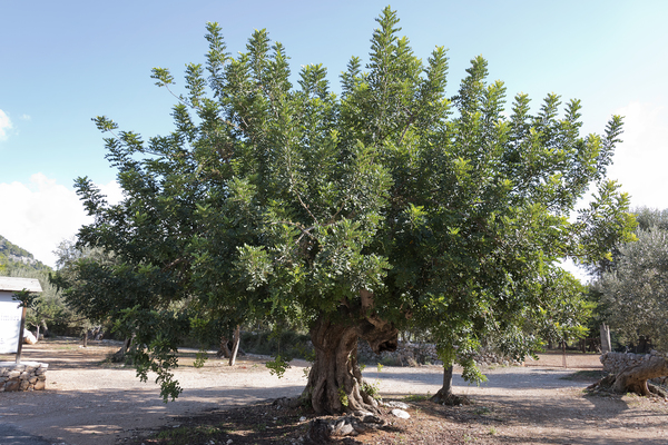 Carob tree