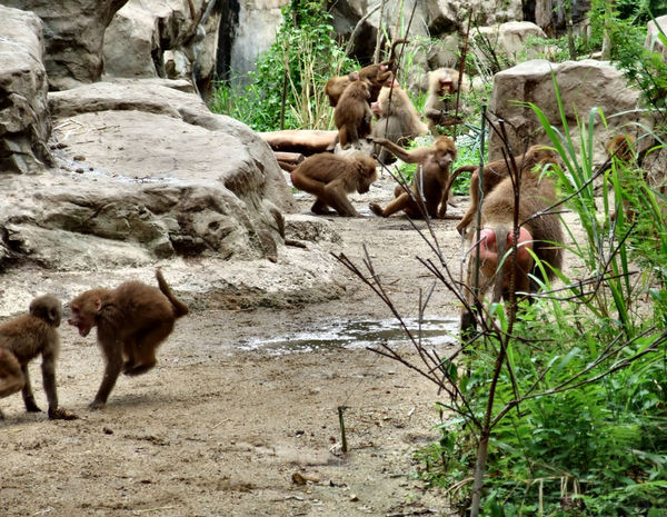 baboon activities1