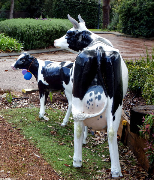 cows in the garden4