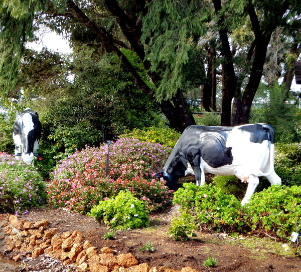 cows in the garden1