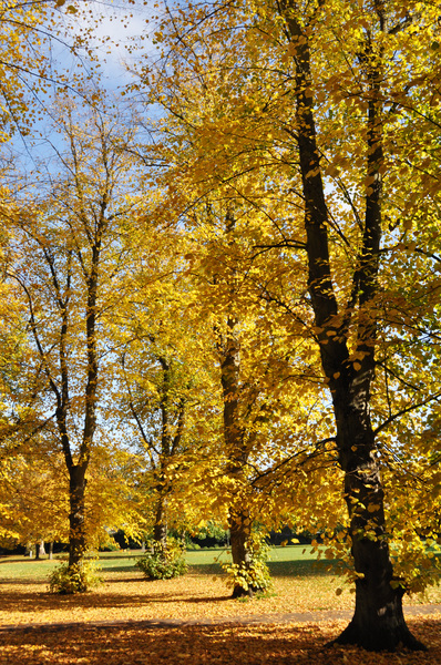 Autumn in the park