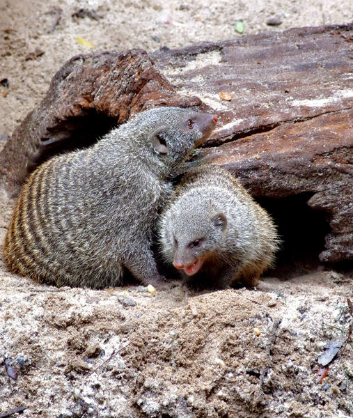 banded mongoose colony5