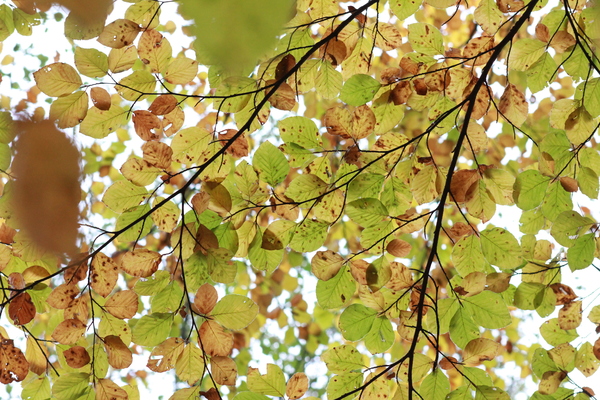 Ceiling of Leaves