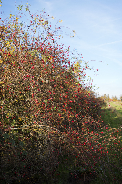 Rosehips hedge