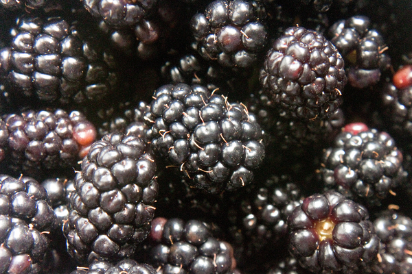 blackberries_02