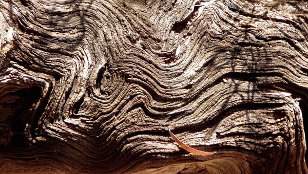 wrinkled tree trunk1