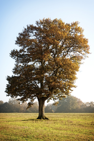 Lone autumn tree