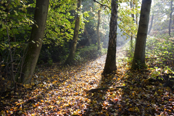 Forest sunlight: A forest trail in late afternoon sunlight in West Sussex, England, in autumn.
