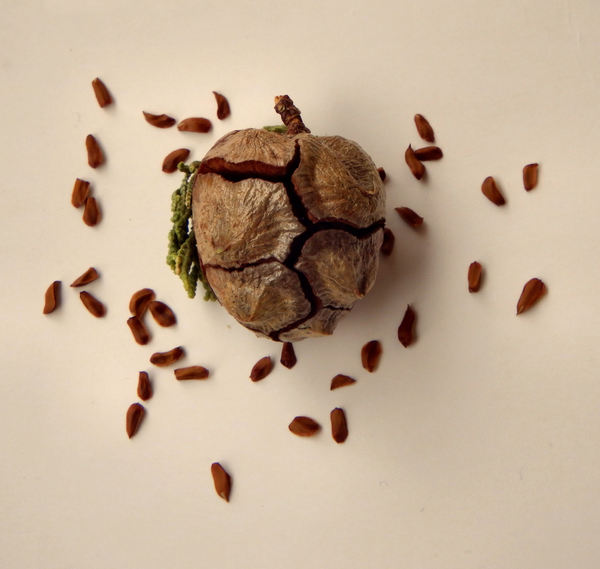 cypress cone & seeds3