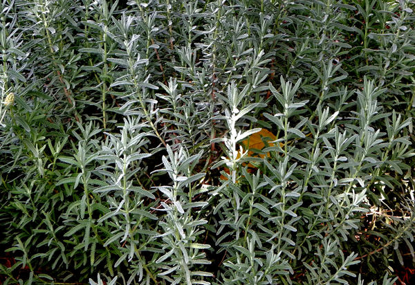 lavender foliage1