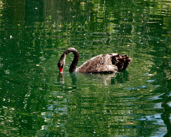 black swan ripples1