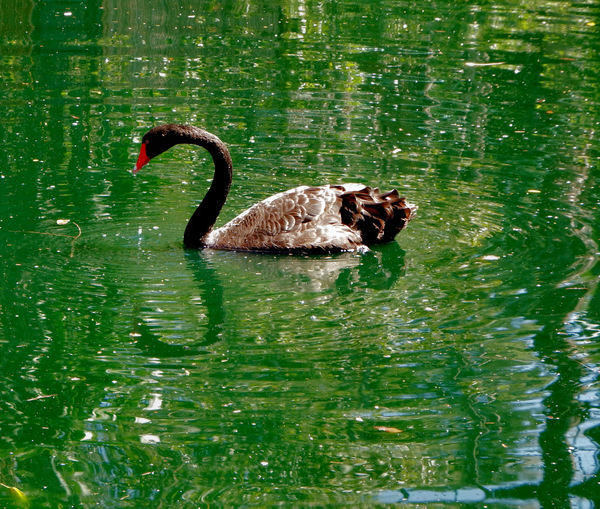 black swan ripples2
