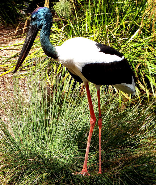 black-necked stork4