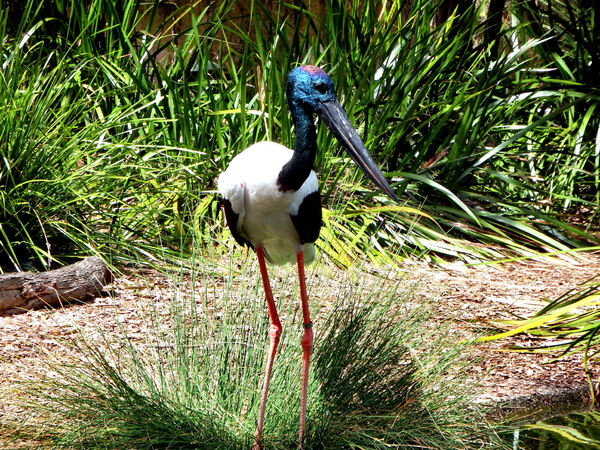 black-necked stork5