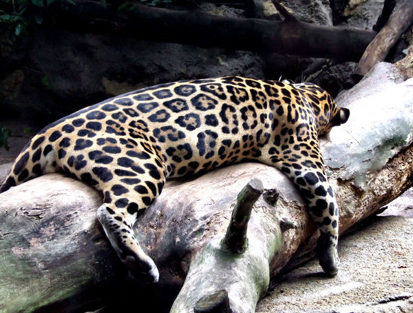 jaguar stretch3