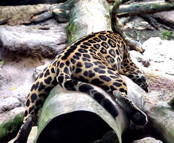 jaguar stretch1