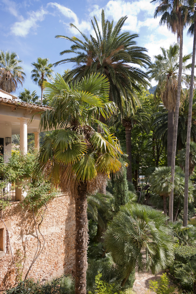 Palm tree house