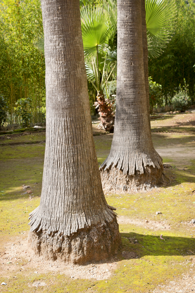 Palm tree bases