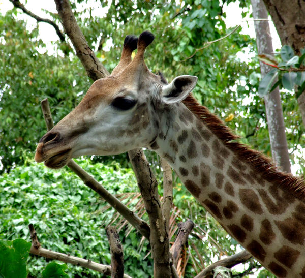 giraffe heights1