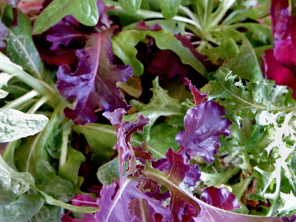 salad growth2
