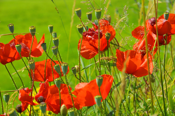 Poppies: Poppies on a summer day