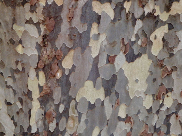 tree trunk texture9