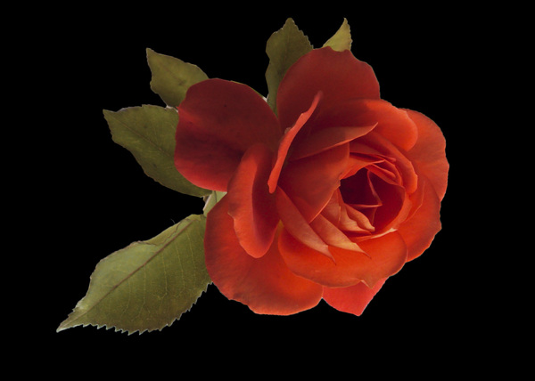 Scarlet Red Rose