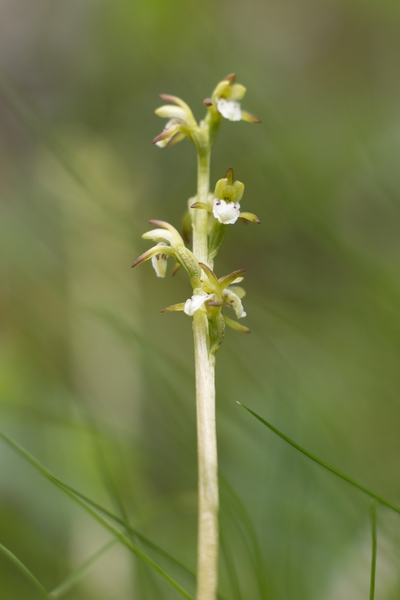 Coralroot orchid