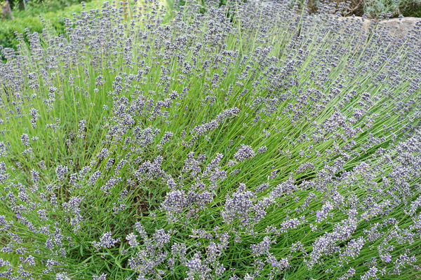 true lavender
