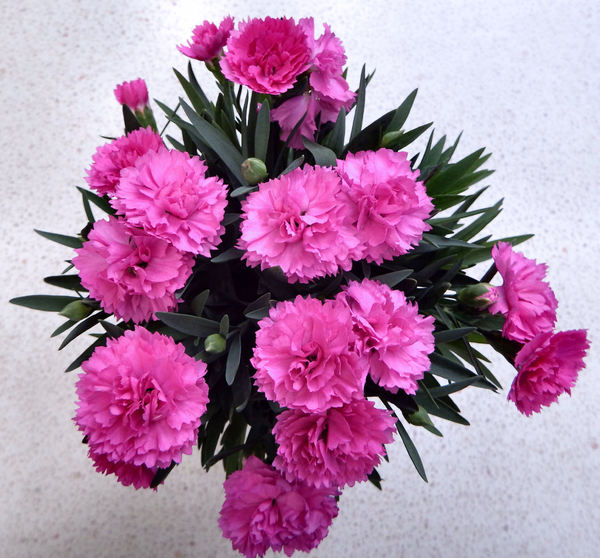 pink carnations2