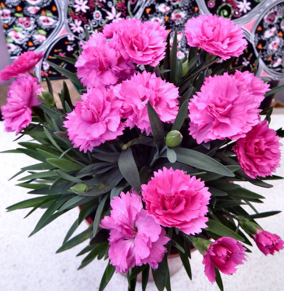 pink carnations3