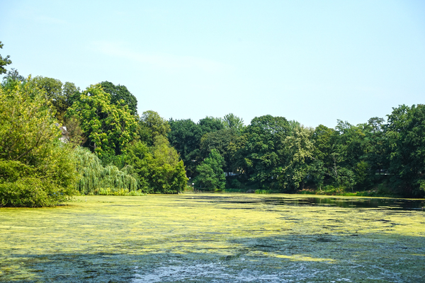 Koenigssee covered with algae