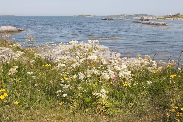 Wild flowers coastline