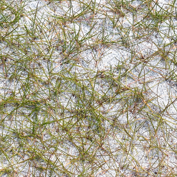 Marram grass