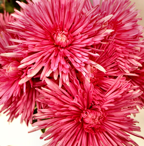 Chrysanthemum pink1