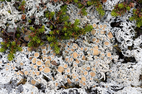 Strange lichens