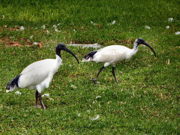 common white ibises1
