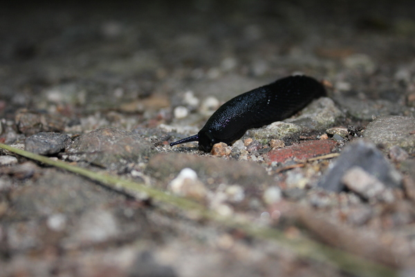 Slug on Grit