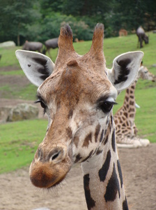 Giraffe 1: Sad looking Giraffe in Emmen Zoo