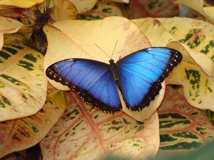 Morpho peleides 3: The Peleides Blue Morpho (Morpho peleides) butterfly at Emmen Zoo
