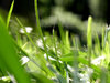 grass: green green grass