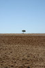 The lonliest tree: A lonely acacia thorn tree in the Karoo, South Africa.NB: Credit to read 