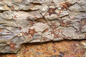 Conchas fósiles: 