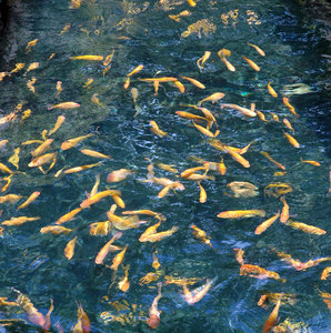 Koi party: Koi in a pool.NB: Credit to read 