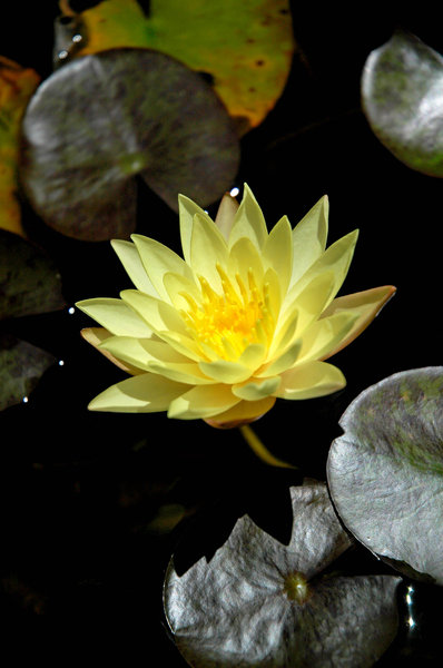 lotus 1: Lotus flowers in a pond.NB: Credit to read 