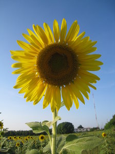 Sunflowers in Thailand 1: Sunflowers taken in Saraburi (Thailand)